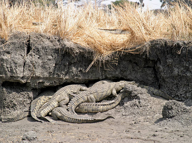 Crocodiles At Katavi National Park